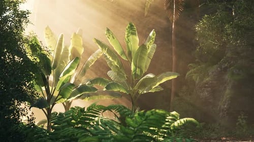 Sunlight Filtering Through Tropical Foliage in a Lush Green Forest