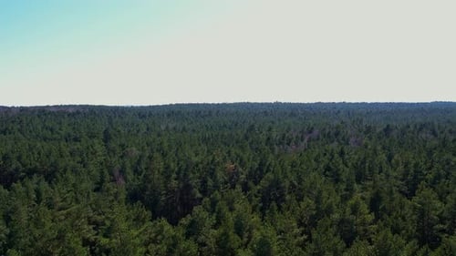 Aerial View of Forest in Gdansk Poland Drone Shot Flying Over Spruce Conifer Treetops Nature