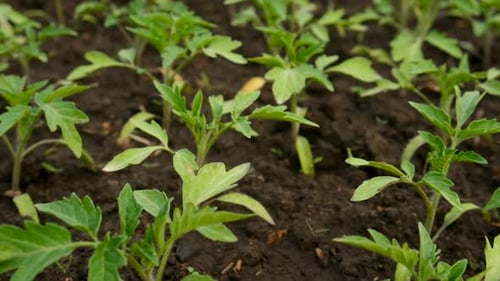 Seedlings of Tomatoes Grow in the Garden