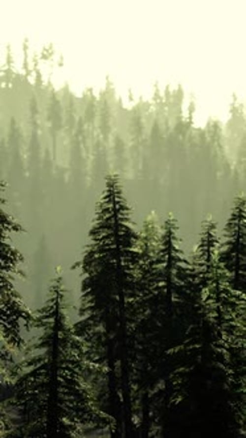 A Dense Forest with Towering Green Trees