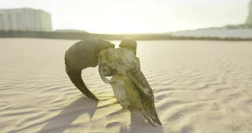 Animal Skull Rests on Sandy Beach at Sunset Near Urban Area
