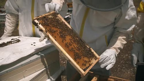 Beekeepers tending to honey bee hive outdoors