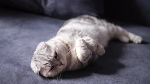 Süße, flauschige, graue Katze der Rasse Scottish Fold, die auf dem Sofa ruht. Pleasure Rest Leisure Pets