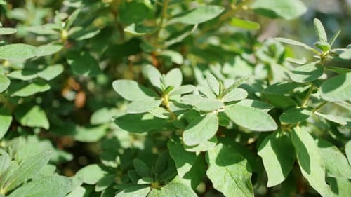 Tropical Plant with Small Green Leaves Grows in Hothouse