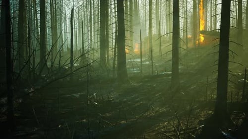 Forest Fire with Fallen Tree is Burned to the Ground