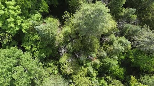 Aerial Shot Of Beautiful Forest Landscape In Mountain Environment