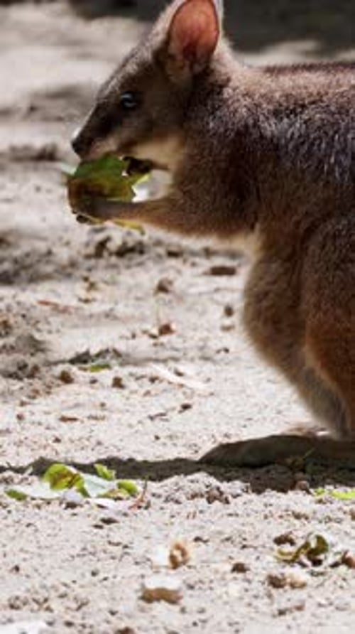 Pademelon à cou rouge appréciant les feuilles vertes