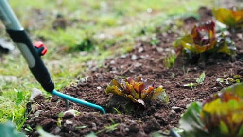 La salade est entretenue par le jardinier