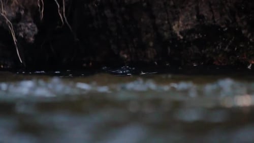 Un groupe d'éphémères danse à la surface de l'eau alors qu'une grosse truite fardée se lève pour en manger une dans ce