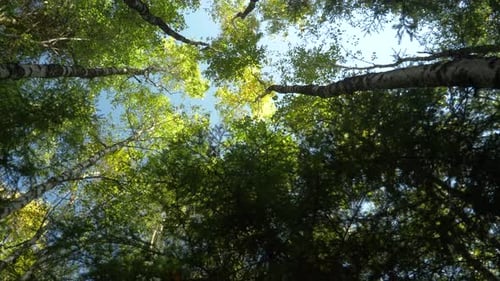 Looking Up Through Forest Treetops on Sunny Day