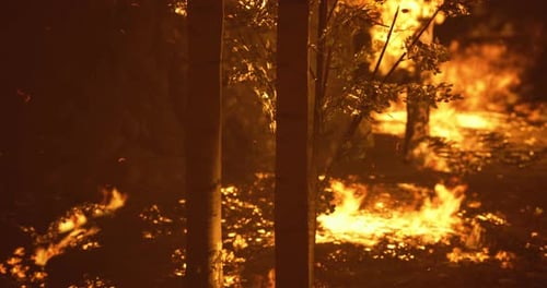 Un feu de forêt se propage rapidement dans une forêt dense pendant une soirée sèche