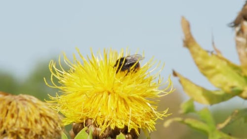 A macro close up shot of a bumble bee on a yellow flower searching for food.