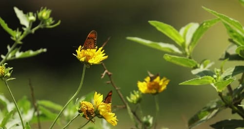 Colorful Butterflies Over Yellow Dandelion Flowers With Bokeh Backdrop. Selective Focus Shot