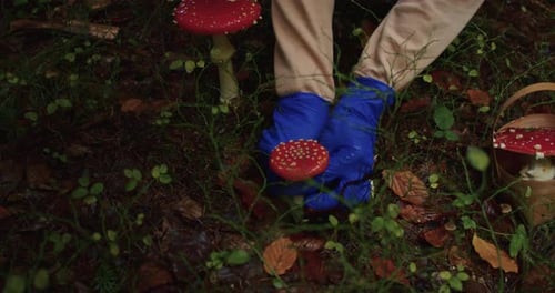 Person in Blue Gloves Collecting Red Toadstool Mushroom in the Forest Autumn Foraging Activity with