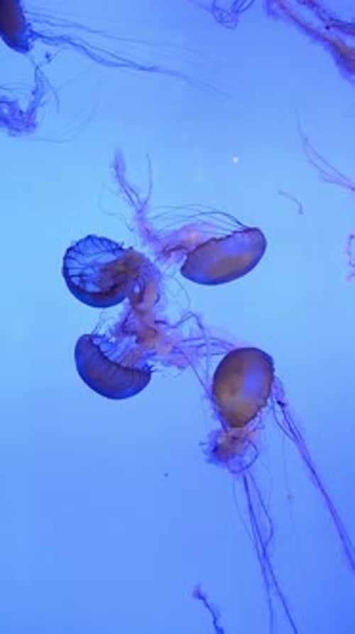 Méduse, animal, sous-marin