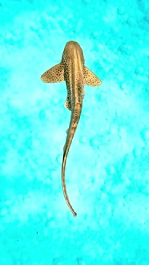 Leopard Shark Swimming in Turquoise Water, Overhead View