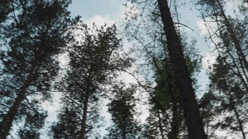 Majestätische Pinien und Birken wachsen rund um die Rodung im Wald