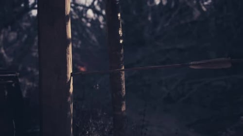 An Arrow Embedded in a Tree Trunk During Twilight in a Dense Forest Area