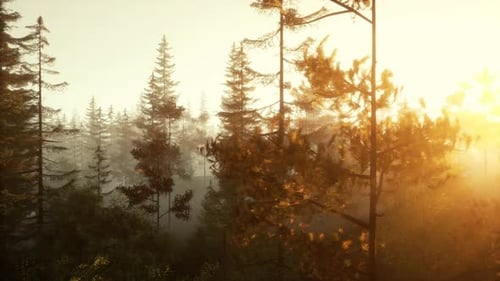 A Foggy Forest with Sunlight Streaming Through the Trees