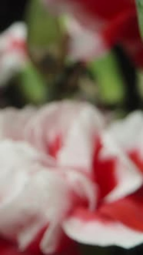 Bouquet with flowers of red and white Carnations. On a black background. Dolly slider extreme close-