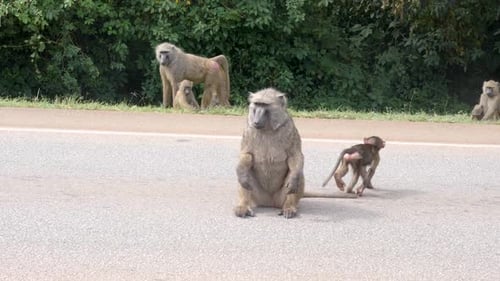 Ein olivgrüner Pavian mit einem Säugling auf einer Straße im ländlichen Afrika.