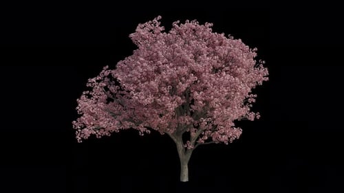 Japanese Cherry Tree blowing in the wind. Alpha Channel. Loop Animation