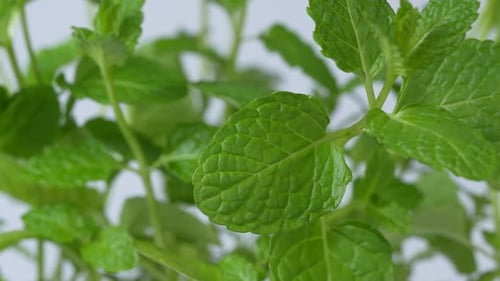 Herbe de menthe, feuilles vertes 41