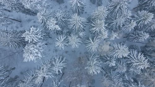 Winter Landscape with Snowy Forest