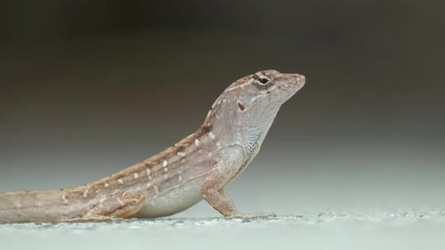 Gros plan macro d'un lézard soufflé seul se réchauffant sous le soleil d'été