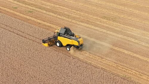 Vehicle Harvesting Grain Crop in Countryside Field Combine Cutting Ripe Wheat in Farmland