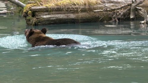 Grizzly bear swims in calm river lagoon looking for spawning salmon
