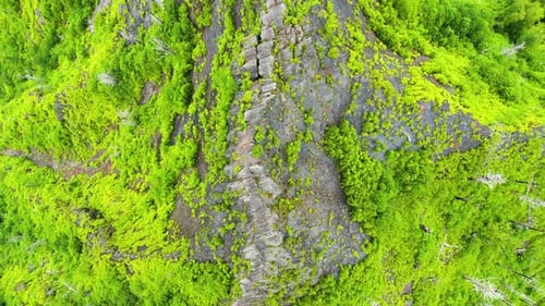 Beautiful Mountains Covered in Lush Green Summer Forests Vibrant Foliage and Peaceful Natural