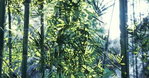 Lush Green Bamboo Forest with Sunlight Filtering Through Leaves in Daytime