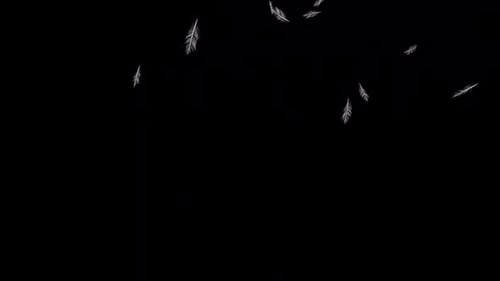 Graceful Falling White Feathers Animation