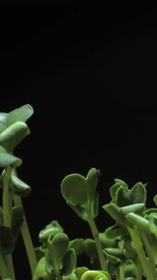 Green Seedlings Growing Against Black Background