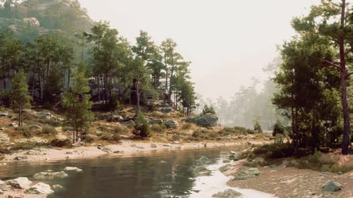 A Serene River Flowing Through a Lush Forest with Towering Trees
