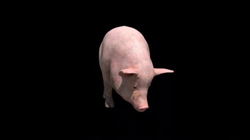 Realistic 3D Pig Walking Loop with Alpha Channel
