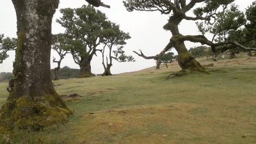 Twisted branches of laurel trees in fairy Fanal Forest, Madeira, Portugal