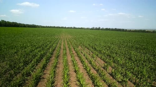 Green corn field aerial view
