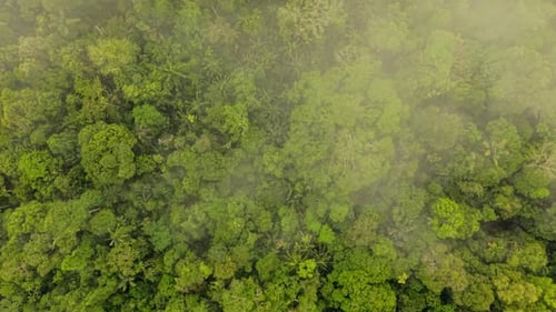 Bird's Eye View of Dense Amazon Rainforest Canopy Veiled By Drifting Morning Fog Rolling Softly