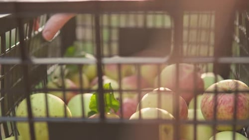 Close Up of Crate of Fresh Picked Apples