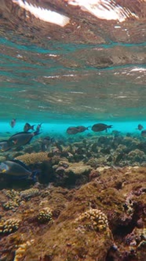 Many Surgeon fish swim under powerful storm waves over top of coastal coral reef