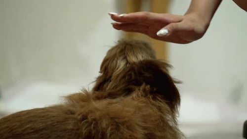 Dog Being Pet Close Up Indoors