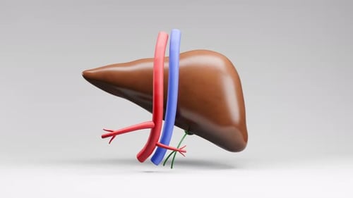 3D Animated Human Liver Anatomy Rotation