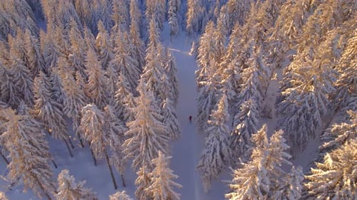 Lonely Skier in Winter Forest