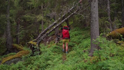 Female Hiker With Backpack Following Her Dog Walking In The Forest. - rear