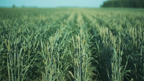 Shoots Of Young Green Wheat On Agricultural Land On A Sunny Day