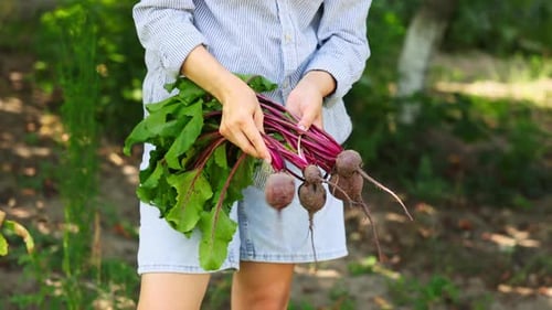 Woman harvesting organic beetroot and carrots from soil.