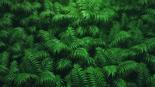 Lush Green Palm Leaves Swaying Tropical Forest Background Loop