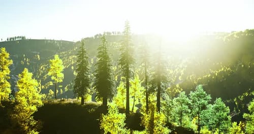 La lumière du soleil filtre à travers les arbres dans un paysage forestier dynamique à l'aube